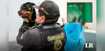 Maltrato animal en Surquillo: mantienen a perros de brigada canina en cuartos inundados de desagüe y roedores Maltrato animal en Surquillo: mantienen a perros de brigada canina en cuartos inundados de desagüe y roedores