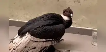 Mujer encontró un cóndor andino en el patio de su casa en Chosica: animal fue trasladado a la comisaría del distrito Mujer encontró un cóndor andino en el patio de su casa en Chosica: animal fue trasladado a la comisaría del distrito