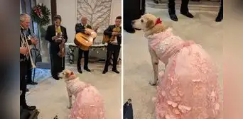 Familia celebró con 'quinceañero' a su perrita y fiesta generó opiniones divididas en redes: llevaron mariachis