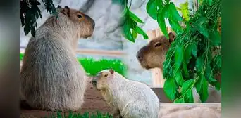 Wilson, el capibara del año del Parque de las Leyendas: dónde verlo y qué evitar hacer cerca de él Wilson, el capibara del año del Parque de las Leyendas: dónde verlo y qué evitar hacer cerca de él
