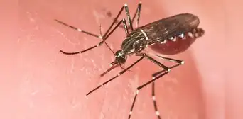 ¡Alerta en Piura! Aumento alarmante de casos de dengue: déficit hídrico como posible culpable