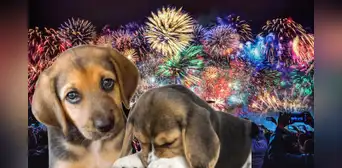 ¿Por qué los fuegos artificiales aterrorizan a las mascotas? Descubre cómo protegerlas este fin de año