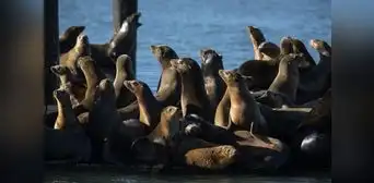 El retorno de los lobos marinos a las islas de California luego de más de 100 años: cómo y cuándo verlos en  EE. UU.