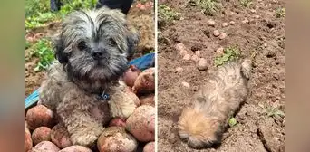 Perrito sorprende al cosechar papas en la sierra de Perú y enternece en redes: “Merece un superalmuerzo” Perrito sorprende al cosechar papas en la sierra de Perú y enternece en redes: “Merece un superalmuerzo”