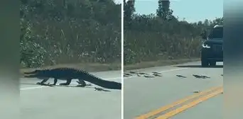 Captan a ‘mamá’ cocodrilo cruzando la carretera con sus crías y tierna escena es viral: “La familia Lacoste” Captan a ‘mamá’ cocodrilo cruzando la carretera con sus crías y tierna escena es viral: “La familia Lacoste”