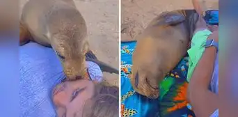 Lobo marino sorprende al acurrucarse junto a un bañista: "Hoy conocí la envidia" Lobo marino sorprende al acurrucarse junto a un bañista: "Hoy conocí la envidia"