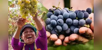 El país de América Latina que más uva exporta en el mundo y superó a China: Estados Unidos fue su principal mercado