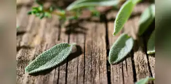 La planta que podría regular el azúcar en sangre y potenciar la memoria: ¿cuál es y cómo utilizarla? La planta que podría regular el azúcar en sangre y potenciar la memoria: ¿cuál es y cómo utilizarla?