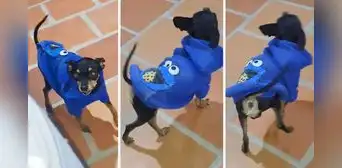 Perrito enternece en redes con su singular forma de caminar: “Parece Miss Universo” Perrito enternece en redes con su singular forma de caminar: “Parece Miss Universo”