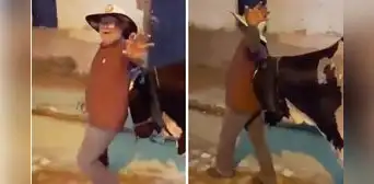 Animal guio a su dueño ebrio hasta su casa y es furor en redes: "Sales, pero te llevas al toro"