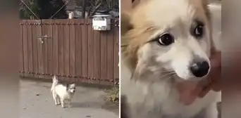 Perrito conmueve al esperar en su casa a familia fallecida en trágico accidente aéreo en Corea del Sur