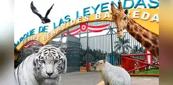 Parque de las Leyendas dará acceso gratuito este 2025: conoce aquí los requisitos para ingresar sin costo