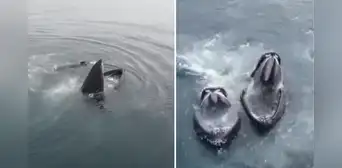 Espectáculo marino en Tacna: avistamiento de ballenas jorobadas y delfines sorprende a veraneantes Espectáculo marino en Tacna: avistamiento de ballenas jorobadas y delfines sorprende a veraneantes