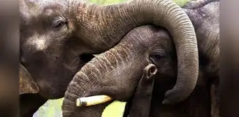 Muere joven turista española al ser atacada por un elefante mientras le daba un baño en Tailandia
