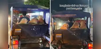 Peruano es viral al sacar a pasear a sus perritos en mototaxi: “Son como niños” Peruano es viral al sacar a pasear a sus perritos en mototaxi: “Son como niños”