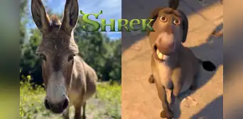 Murió Perry, el carismático burro que inspiró al icónico personaje de la película 'Shrek' Murió Perry, el carismático burro que inspiró al icónico personaje de la película 'Shrek'