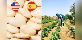 Pallar, el superalimento peruano que conquista los mercados de EE. UU. y España: se vendió por más de 2 millones de dólares
