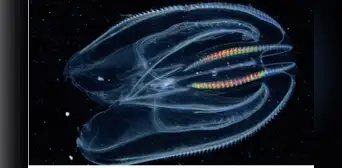 Así es el animal más antiguo de la Tierra que es capaz de fusionarse con otro: también habita en el mar de Perú