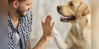 Investigadores de Harvard revelan el impacto positivo de las mascotas transformando la salud emocional de las personas