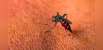 Mosquitos rojos, la innovación biotecnológica que 3 países de América Latina están probando contra el dengue