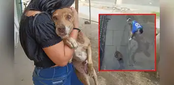 Sujeto agrede violentamente a perrito que esperaba a su dueña en su trabajo: cámaras captaron ataque en Piura