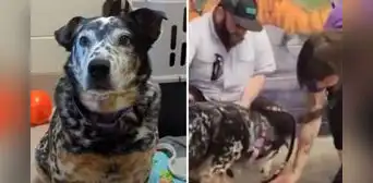 La increíble transformación de Pi, el perro que fue abandonado por sus propios dueños: "Sufrió depresión"