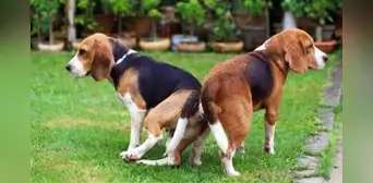 ¿Por qué nunca se debe separar a los perros que se quedan ‘pegados’? Esto dicen los expertos ¿Por qué nunca se debe separar a los perros que se quedan ‘pegados’? Esto dicen los expertos