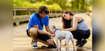 Temporada de verano: ¿Cómo identificar y tratar el golpe de calor en perros y gatos?