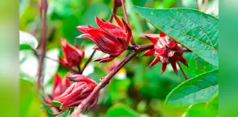 10 beneficios de la flor de jamaica: ¿para qué sirve y cómo se prepara?