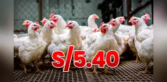 Baja el kilo del pollo a S/5.40 en Perú, pero Midagri advierte: "El precio mayorista es del ave viva, no beneficiada o en pie" Baja el kilo del pollo a S/5.40 en Perú, pero Midagri advierte: "El precio mayorista es del ave viva, no beneficiada o en pie"