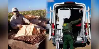 Inmigrante en USA 2025: Patrulla Fronteriza continúa operativos y arresta a 190 latinos en valles de California