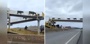 Vacas sorprenden al usar puente peatonal para cruzar la carretera y usuarios bromean: “Son civilizadas”