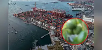 La nueva fruta peruana que es deseada en China y se envía desde este importante puerto marítimo ubicado en Sudamérica La nueva fruta peruana que es deseada en China y se envía desde este importante puerto marítimo ubicado en Sudamérica
