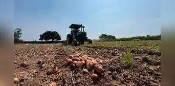 Cañete: agricultores regalan papa por bajo precio en el mercado