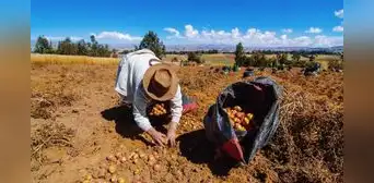 Empleo formal en Perú creció 4,6% en noviembre: ¿qué sectores fueron los más dinámicos?