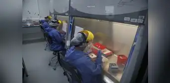 Quieren combatir el virus del dengue con una bacteria ¿cómo funciona el método?
