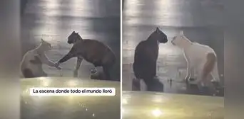 Gatitos protagonizan ‘romántica’ escena en plena calle y usuarios bromean: “Cat-drama”