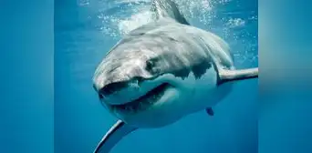 La sorprendente historia del tiburón blanco que apareció 4 veces en USA: autoridades de Florida lo reportaron La sorprendente historia del tiburón blanco que apareció 4 veces en USA: autoridades de Florida lo reportaron