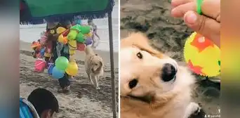 Perrito es viral al lograr que le compren una pelota en la playa: “Juguete para la bendición” Perrito es viral al lograr que le compren una pelota en la playa: “Juguete para la bendición”