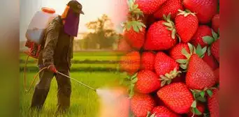 Perú vende fresas de alta calidad a EE. UU. y Europa, pero las que comen los peruanos superan 13 veces los límites legales de pesticidas Perú vende fresas de alta calidad a EE. UU. y Europa, pero las que comen los peruanos superan 13 veces los límites legales de pesticidas