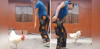 Peruana sorprende al bailar marinera junto a su gallo y usuarios reaccionan: “Baila mejor que yo” Peruana sorprende al bailar marinera junto a su gallo y usuarios reaccionan: “Baila mejor que yo”