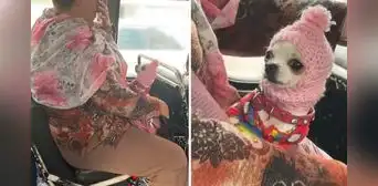 Mujer tejió creativo gorro para su chihuahua y es toda una sensación en redes: “¡Qué ternura!” Mujer tejió creativo gorro para su chihuahua y es toda una sensación en redes: “¡Qué ternura!”