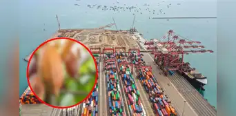 Esta fruta peruana tuvo el mayor crecimiento de exportación del 2024, según Mincetur: no es el arándano ni la palta