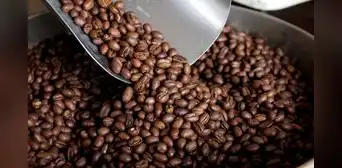Producción de café peruano tuvo una fuerte caída del 9,65% en 2024: ¿a qué se debió?