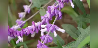 Esta planta podría regular el azúcar en sangre, mejorar la memoria y concentración: sus beneficios te sorprenderán Esta planta podría regular el azúcar en sangre, mejorar la memoria y concentración: sus beneficios te sorprenderán