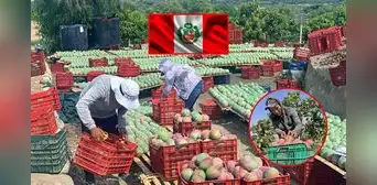 Crisis del mango en Lambayeque: agricultores toman medidas extremas ante la falta de apoyo del Gobierno: “No estamos exportando ni el 10%”