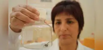 Picadura de araña y de mosquitos son más frecuentes por altas temperaturas: Minsa alerta incremento durante verano