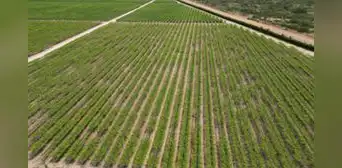 Proyecto Olmos: Una década de crecimiento y los retos para un mejor futuro Proyecto Olmos: Una década de crecimiento y los retos para un mejor futuro
