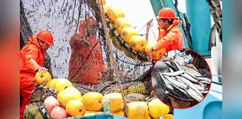 Produce cierra temporada de pesca de anchoveta para proteger su reproducción