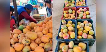 Productores de mango en Lambayeque regalan mercadería ante sobreproducción y falta de compradores: "Que se lleven todo"
